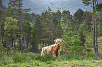 In Glen Garry